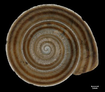 Media type: image;   Malacology 73674 Aspect: apical